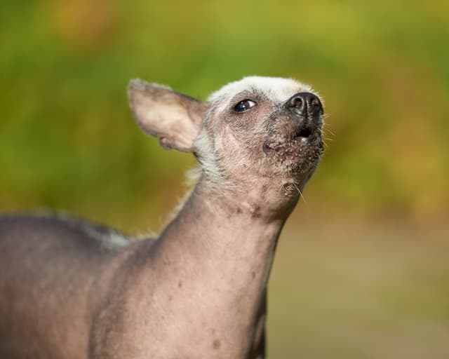 BarePup promises Pet Parents sleeker, smoother dogs with minimal side effects.