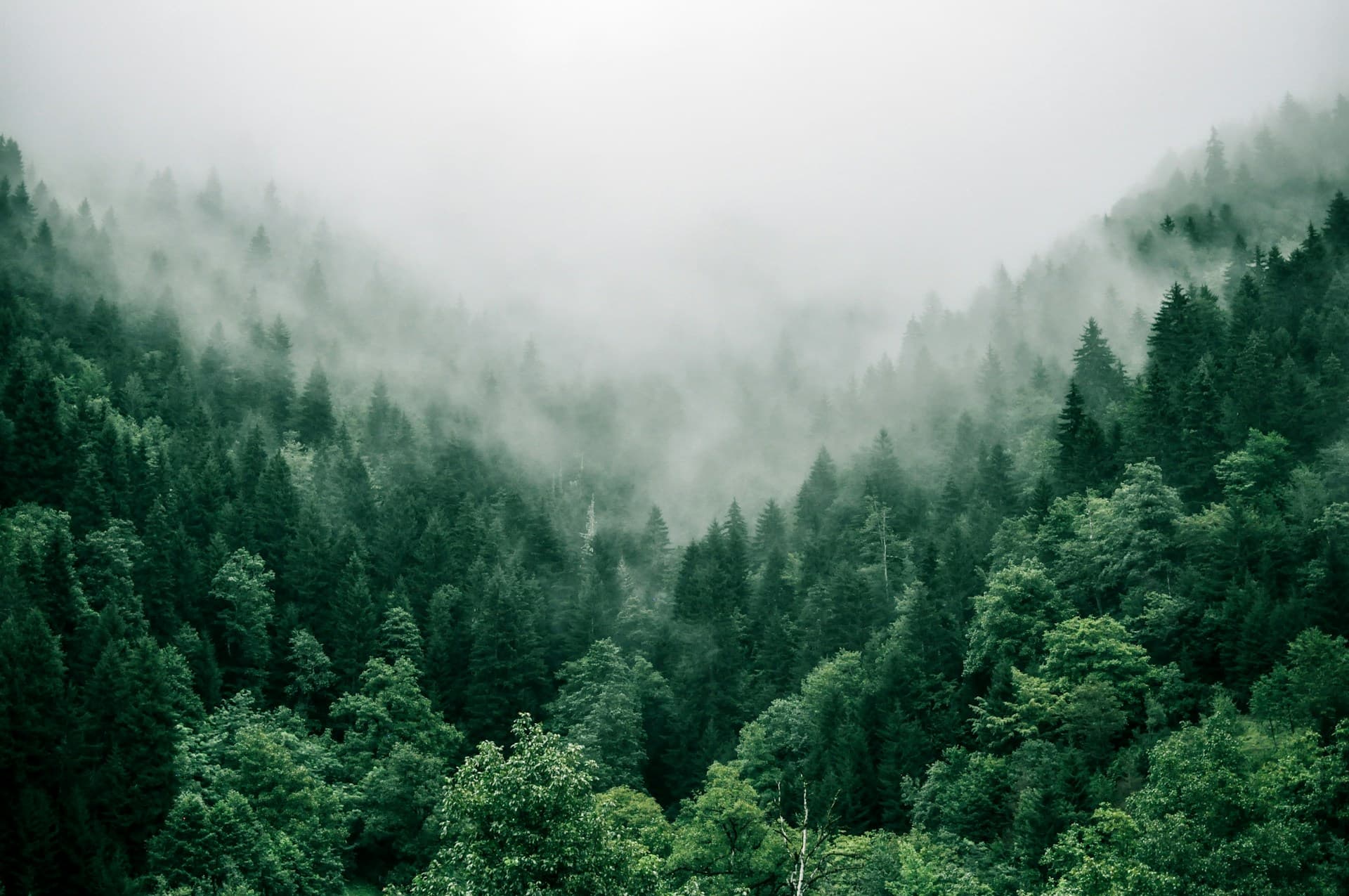Legacy organic forests will be replaced by fire-resistant synthetic trees.